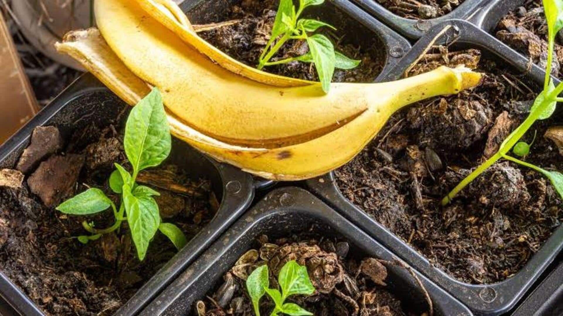 केले के छिलकों का इन 5 तरीकों से करें इस्तेमाल, मिलेंगे कई फायदे