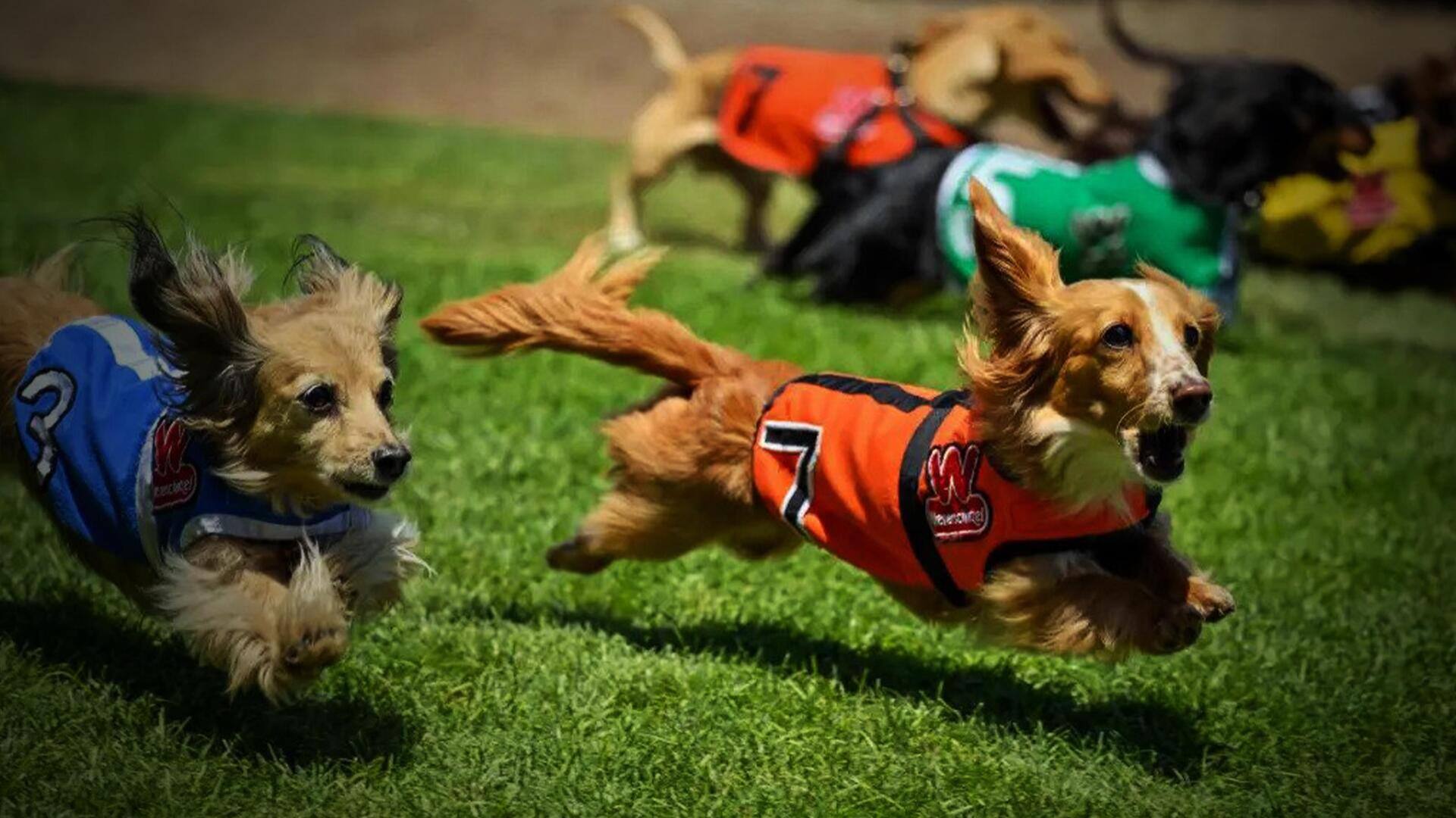 अमेरिका में हुई डैक्सहुंड नस्ल के कुत्तों के बीच दौड़ प्रतियोगिता, विजेता को मिले खास पुरस्कार