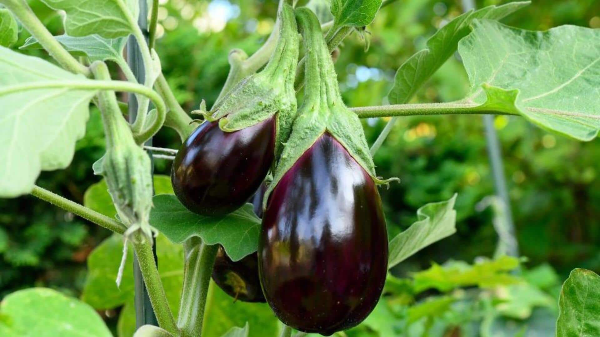 घर पर बैंगन उगाना चाहते हैं? जानें इसके लिए आसान तरीका