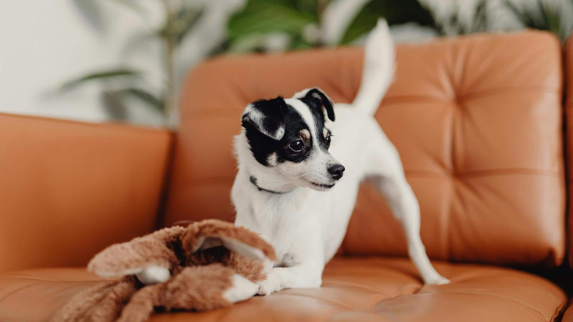 अपने कुत्ते को अकेले छोड़ने से पहले अपनाएं ये 5 तरीके, खुश रहेगा आपका पालतू