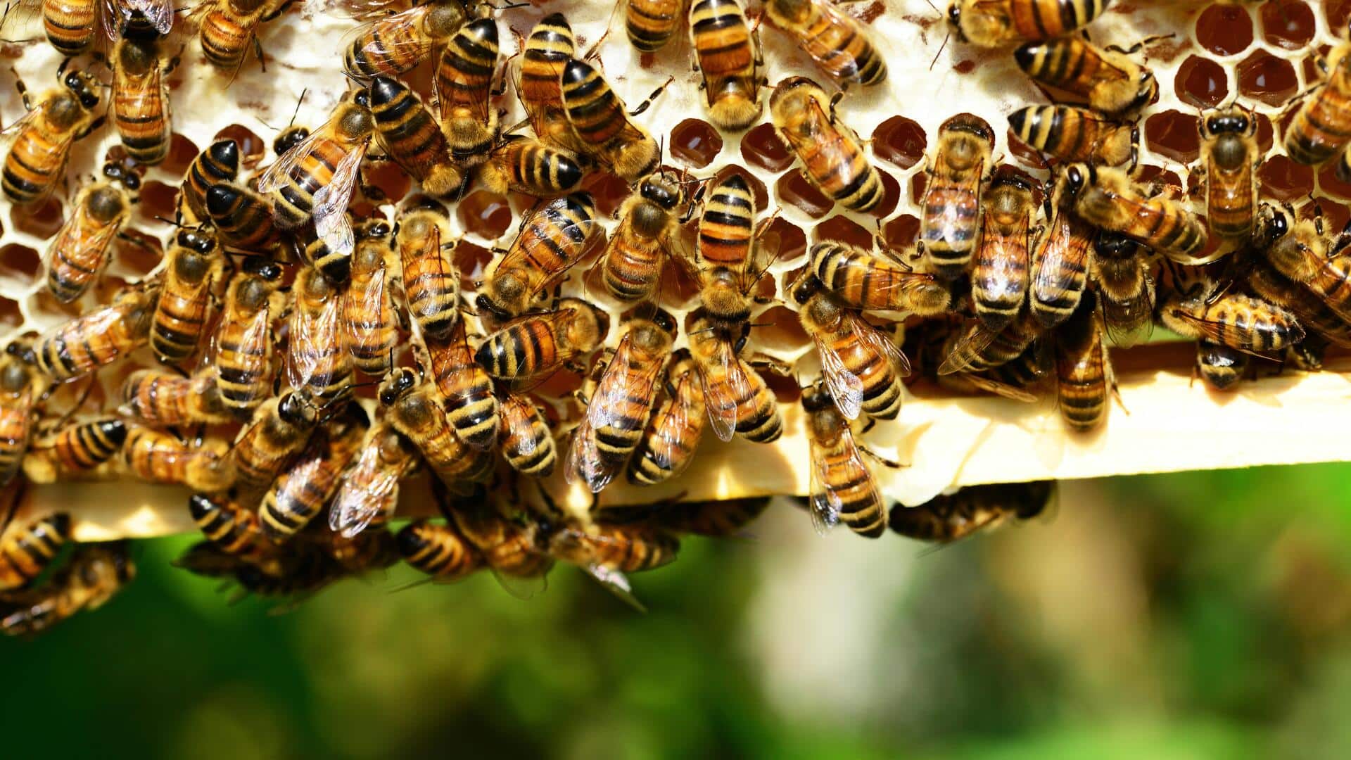 कनाडा: टोरंटो में 50 लाख मधुमक्खियों से भरा बक्सा ट्रक से गिरा, पुलिस की चेतावनी जारी
