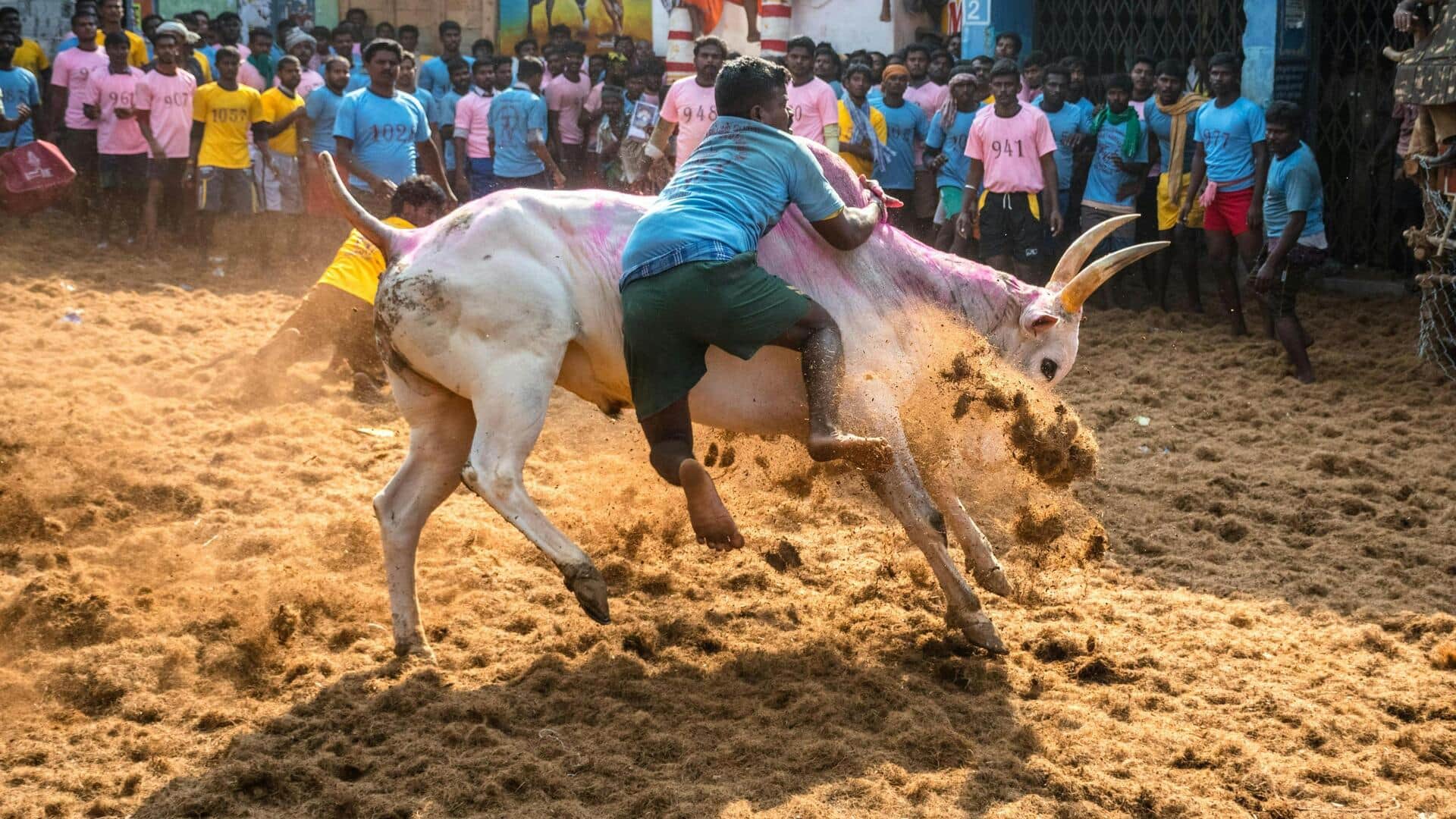 उत्तर प्रदेश: संभल में चेहल्लुम के जुलूस में घुसा सांड, कई लोगों को घायल किया
