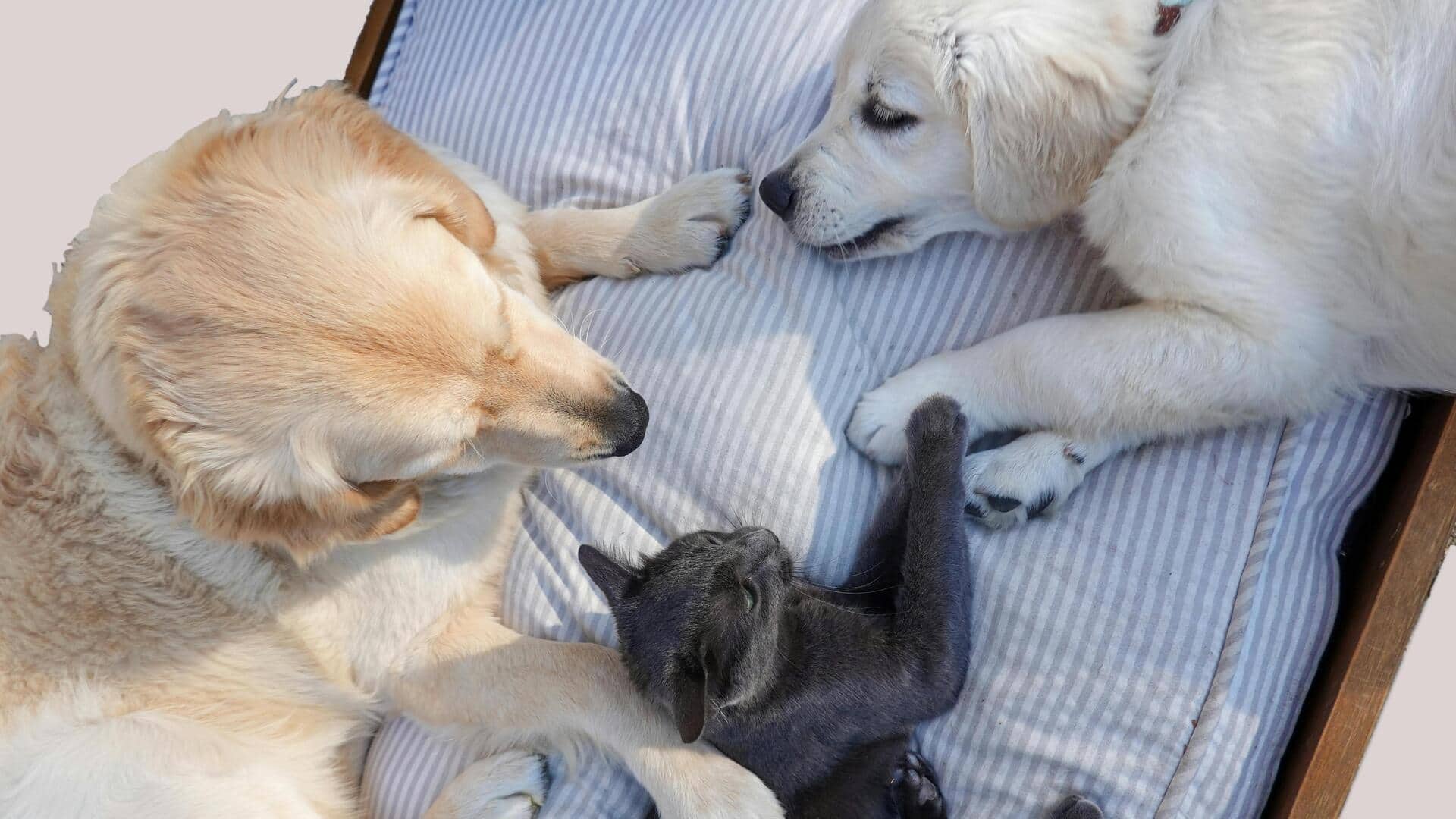 बिल्लियों के साथ खुशी से रहते हैं इन 5 नस्लों वाले कुत्ते, ला सकते हैं घर 