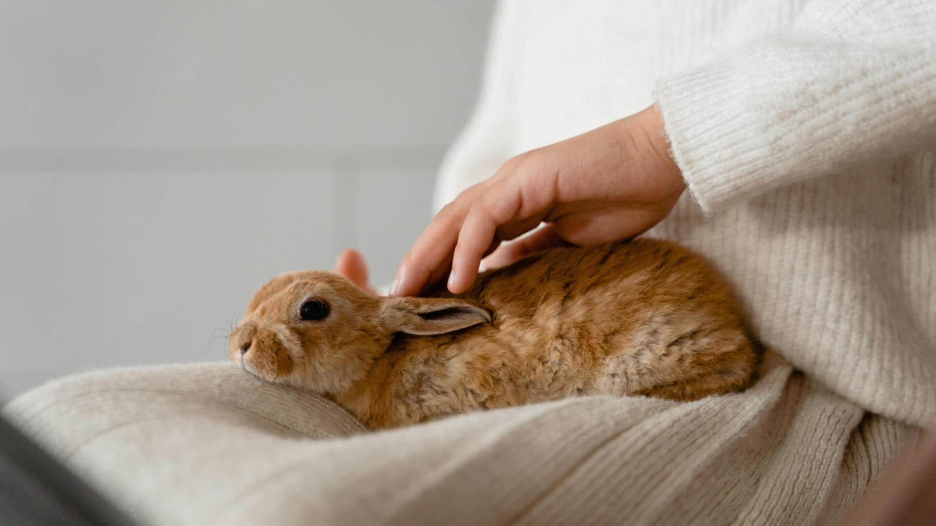 क्या आपका खरगोश बीमार है? इन संकेतों से लगाएं पता क्या आपका खरगोश बीमार है? इन संकेतों से लगाएं पता