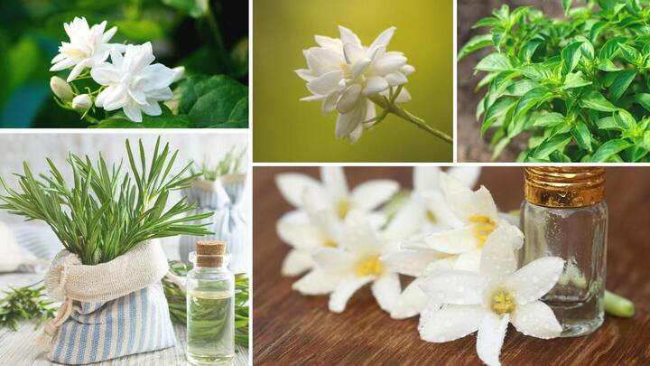 इन 5 खूशबूदार पौधों से सजाएं अपना घर, सुंदरता के साथ बिखेरेंगे महक