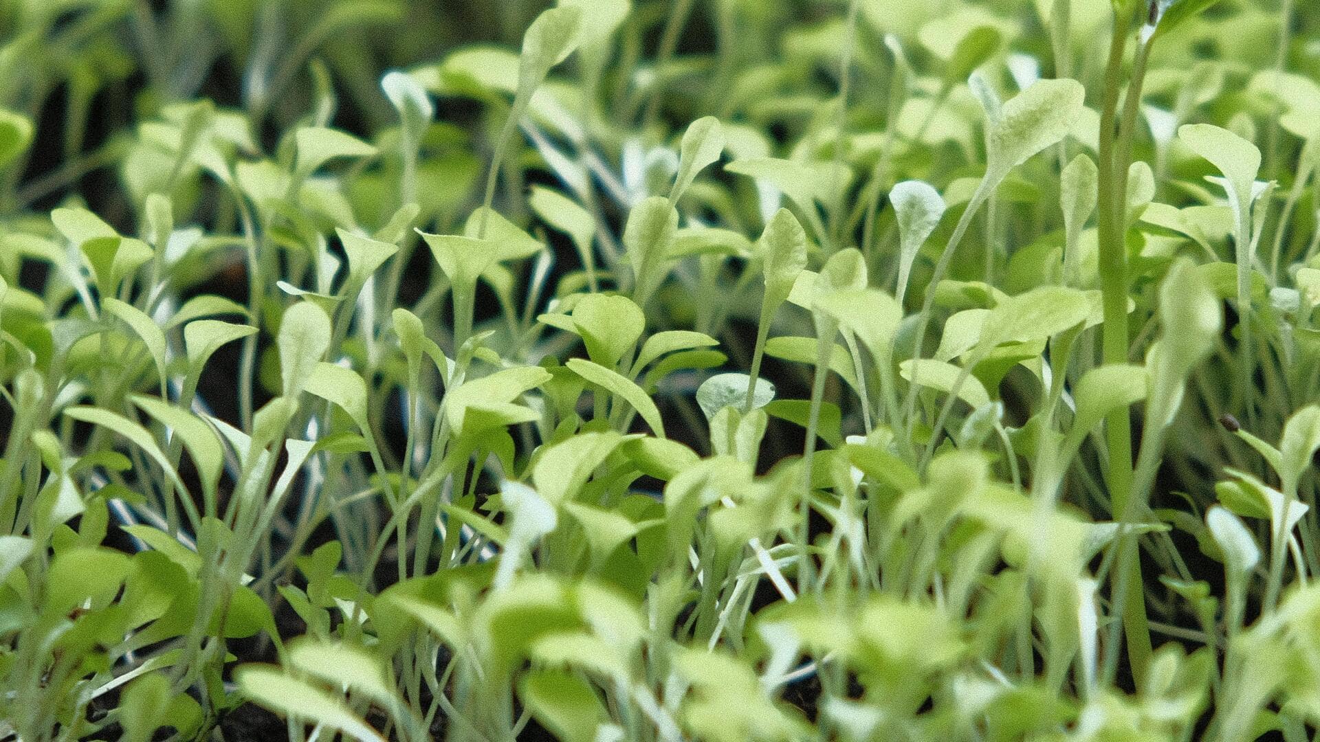 घर पर आसानी से उगाए जा सकते हैं मूली के माइक्रोग्रींस, जानिए सही तरीका