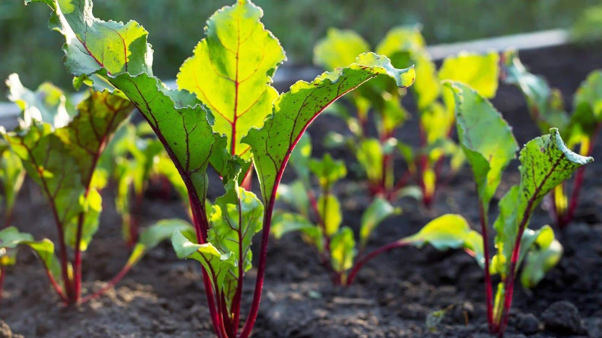 चुकंदर को उगाने की योजना बना रहे हैं? इन 5 बातों का रखें ध्यान