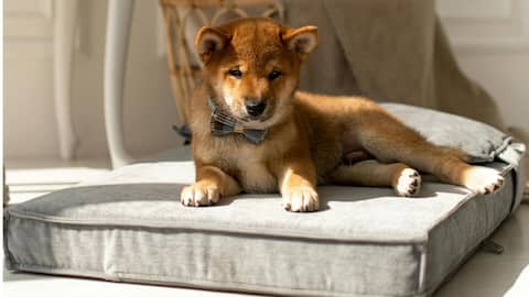 अपने कुत्ते के लिए पर्यावरण के अनुकूल बेड बनाना चाहते हैं? अपनाएं ये तरीका