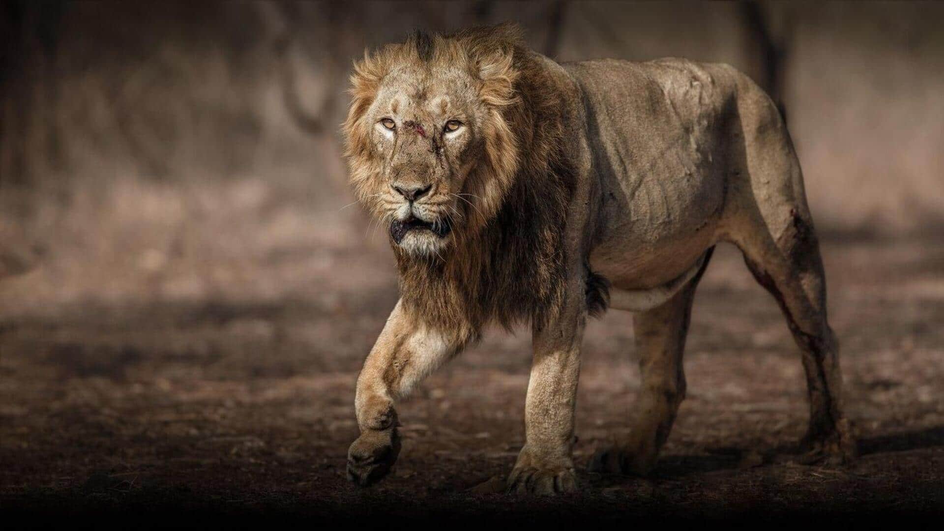 शेर को गंभीर रूप से घायल करने की ताकत रखते हैं ये जानवर शेर को गंभीर रूप से घायल करने की ताकत रखते हैं ये जानवर