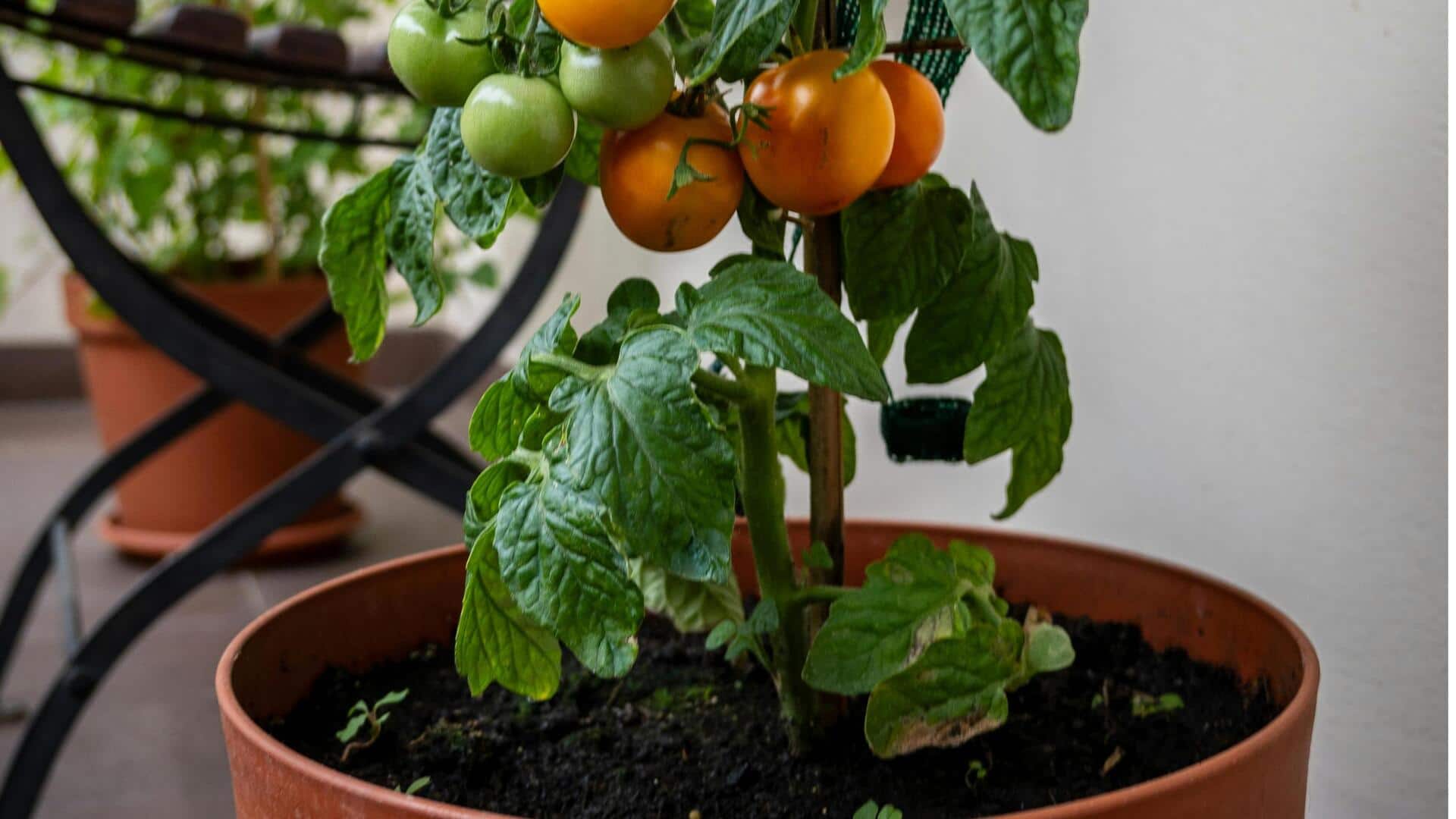 आसानी से गमले में उगाएं चेरी टमाटर, अपनाएं ये तरीका