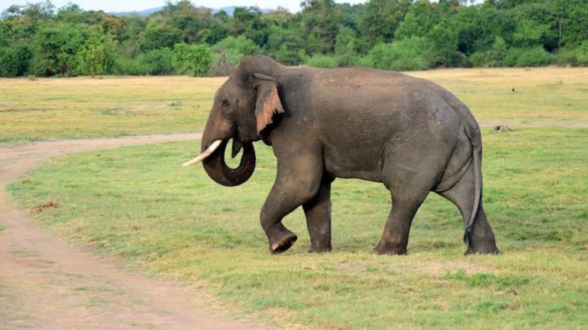 इन देशों में हाथियों की संख्या है बहुत ज्यादा, जानिए इन देशों में हाथियों की संख्या है बहुत ज्यादा, जानिए
