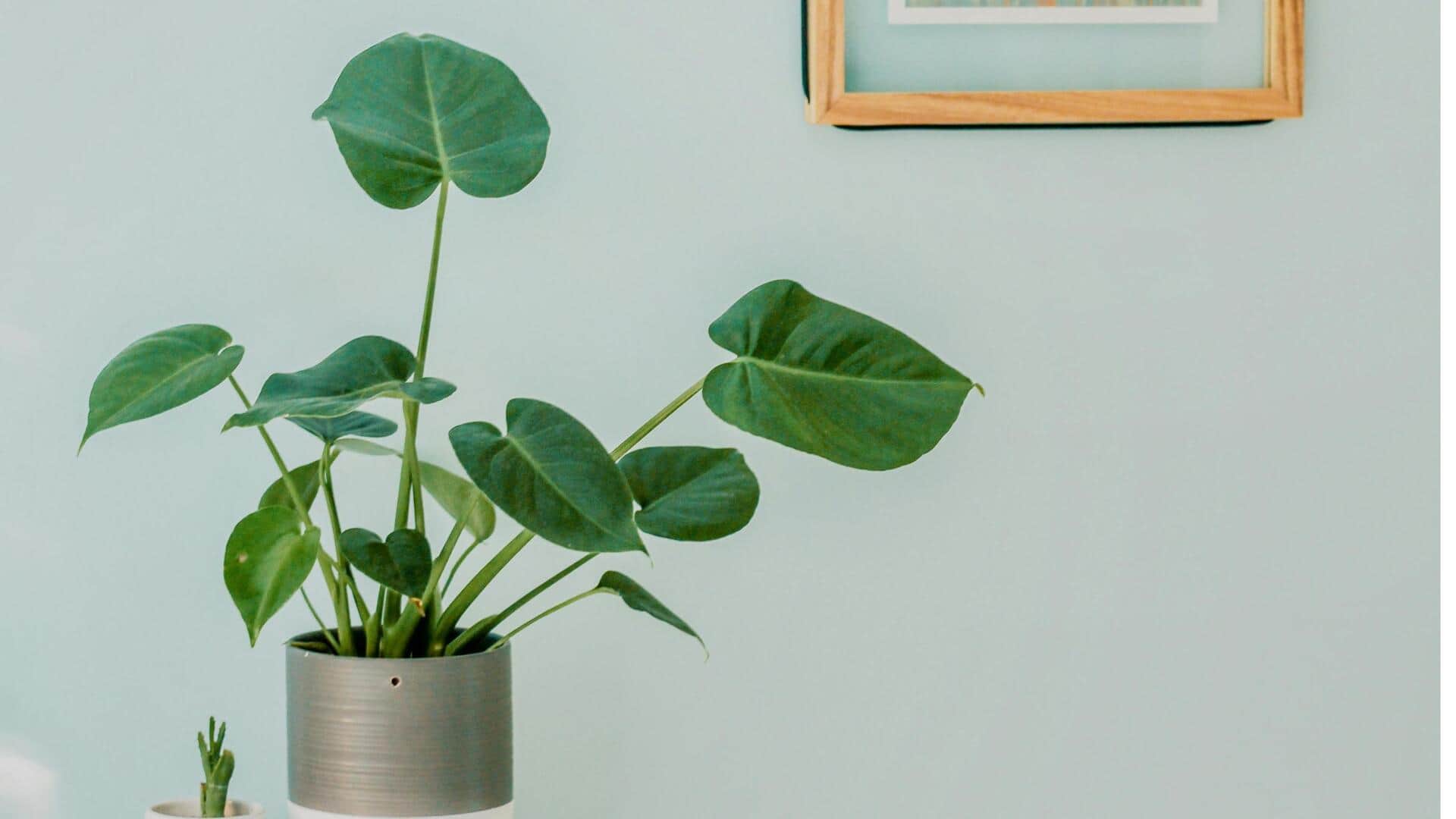 छुट्टी पर जाने से पहले इन 5 तरीकों से तैयार करें अपने पौधे, होगा फायदा