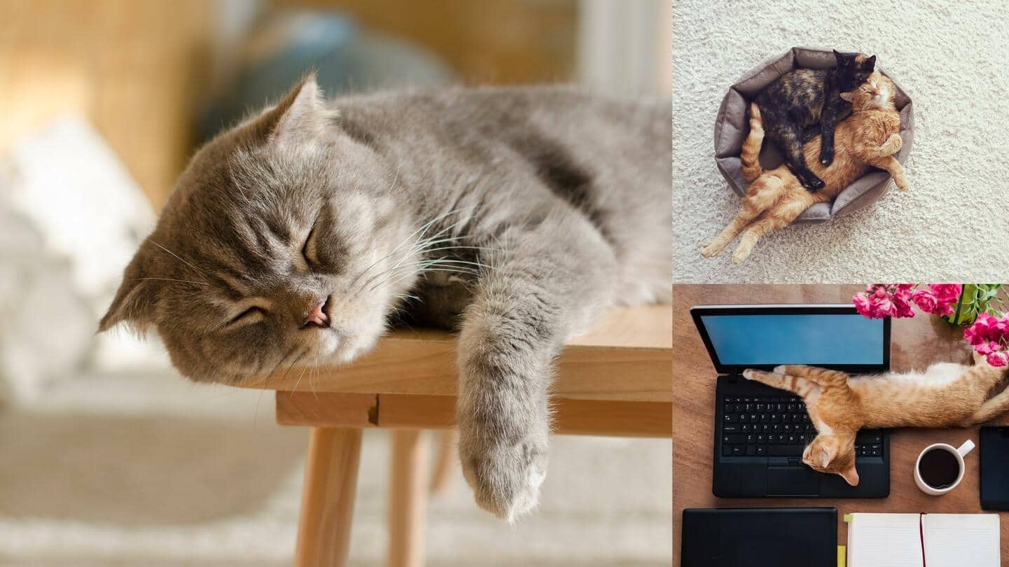 किस तरह सोती है आपकी बिल्ली? जानिए नींद की 5 मुद्राएं और उनका मतलब