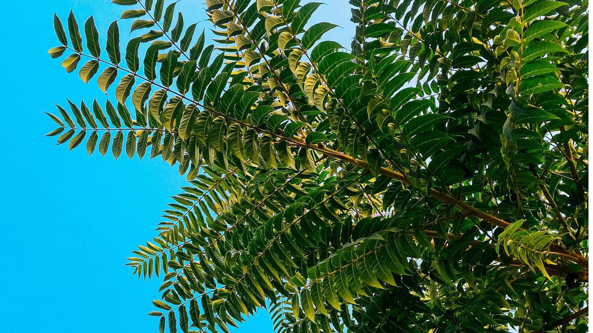 अगर आपके गार्डन में नीम का पौधा है तो इन 5 तरीकों से करें इसका इस्तेमाल