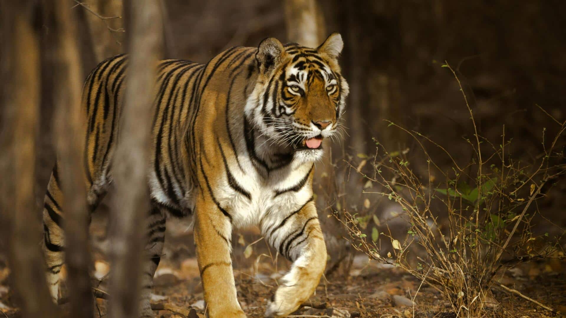 गर्मियों के दौरान घूमने के लिए बेहतरीन हैं ये 5 वन्यजीव अभ्यारण्य, एक बार जरूर जाएं