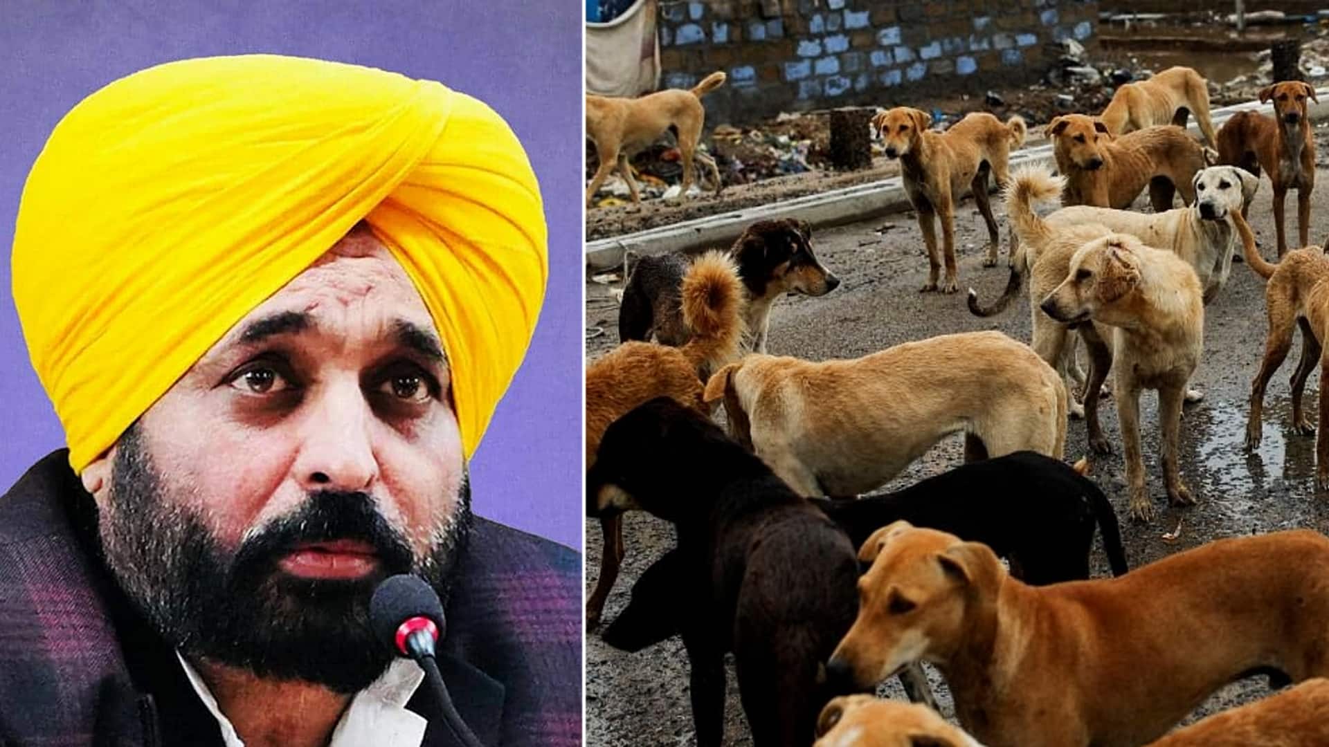 पंजाब सरकार का ऐलान- खतरनाक कुत्तों को दी जाएगी 'इच्छामृत्यु', आवारा कुत्ते सार्वजनिक स्थानों से हटेंगे