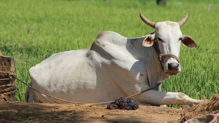 बंगाल: गर्भवती गाय का रेप करने के आरोप में शख्स गिरफ्तार, पशु की मौत