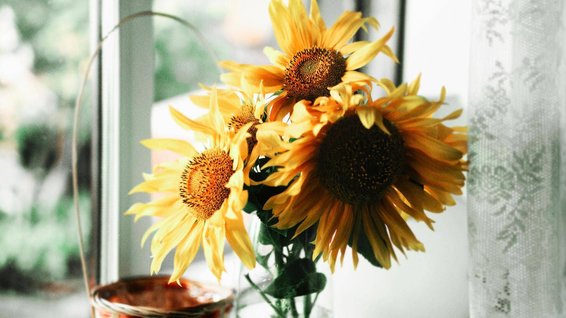 क्या आप अपने फ्लैट की बालकनी में सूरजमुखी उगाना चाहते हैं? जानें कुछ आसान तरीके