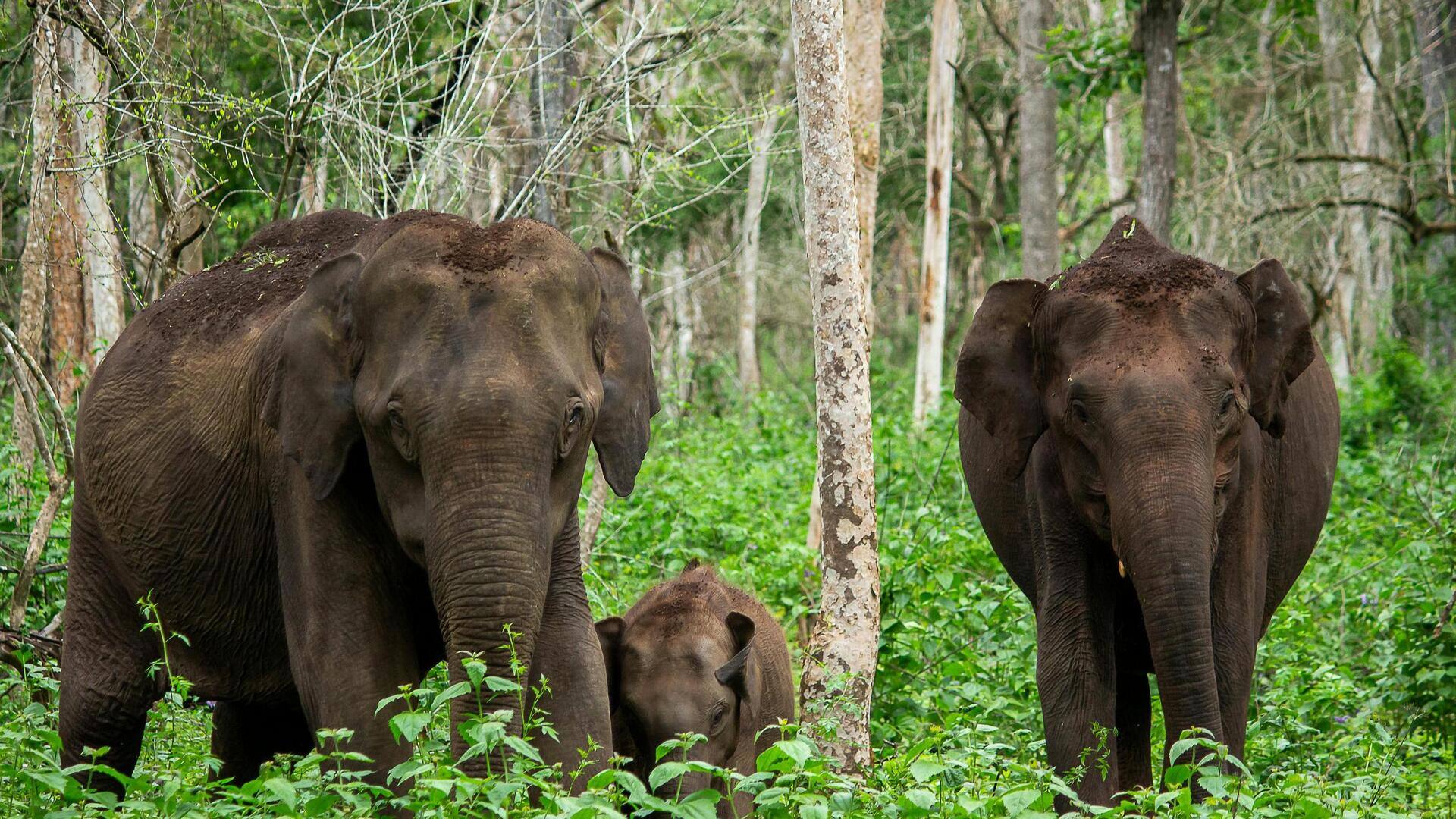 वाइल्ड लाइफ सफारी का प्लान बना रहे हैं? इन 5 बातों का रखें ध्यान वाइल्ड लाइफ सफारी का प्लान बना रहे हैं? इन 5 बातों का रखें ध्यान