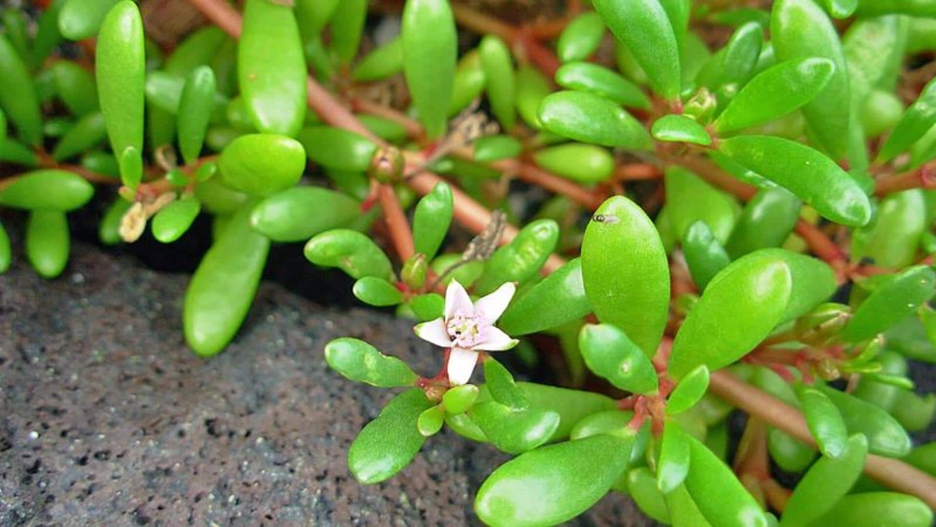 घर के बगीचे में आसानी से उगाएं पूरन, जानिए इससे जुड़ी जरूरी बातें