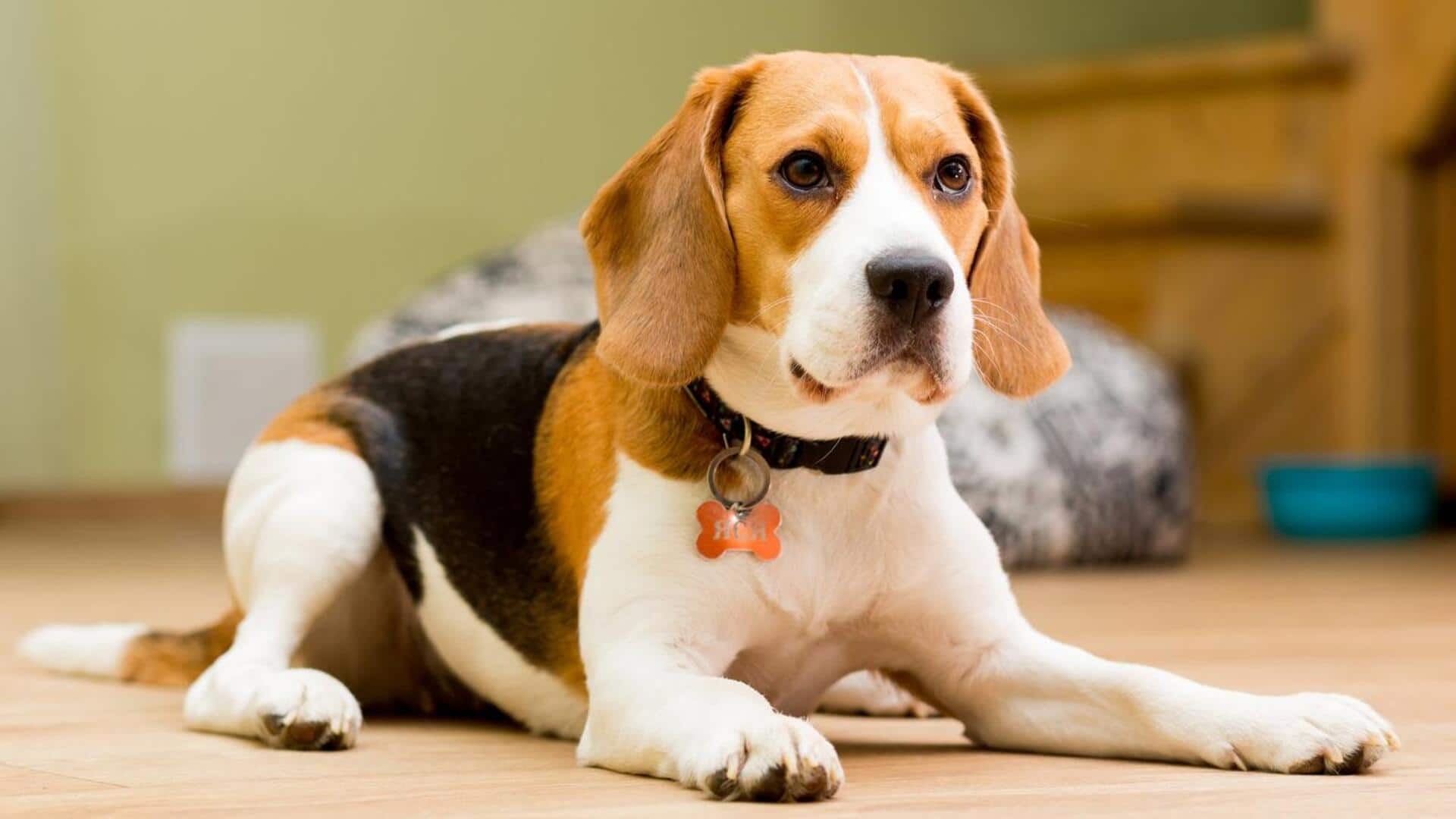 बीगल के नाखून काटते समय इन बातों का रखें खास ध्यान