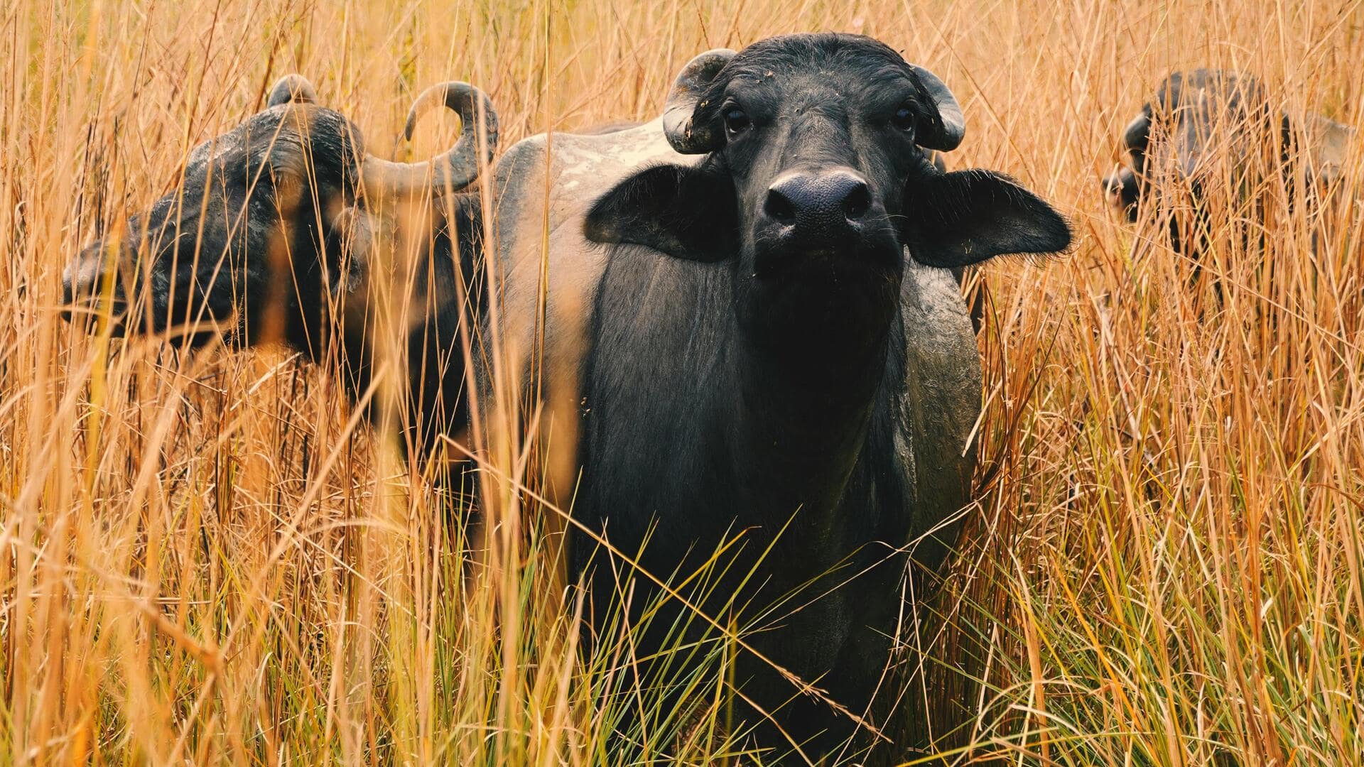 उत्तर प्रदेश: भैंस के दूध का रायता खाकर ग्रामीणों ने फैला डर, वैक्सीन लगवाने पहुंचे