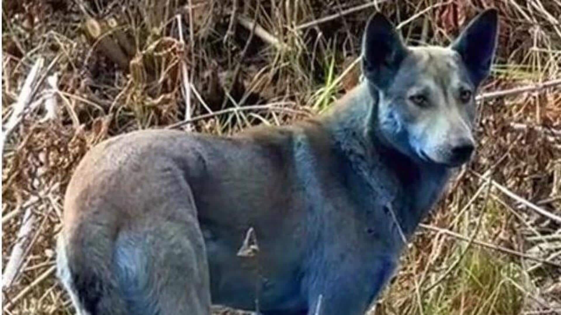 चेरनोबिल में मिले कुत्तों के नीले रंग ने सभी को किया हैरान, वीडियो वायरल चेरनोबिल में मिले कुत्तों के नीले रंग ने सभी को किया हैरान, वीडियो वायरल