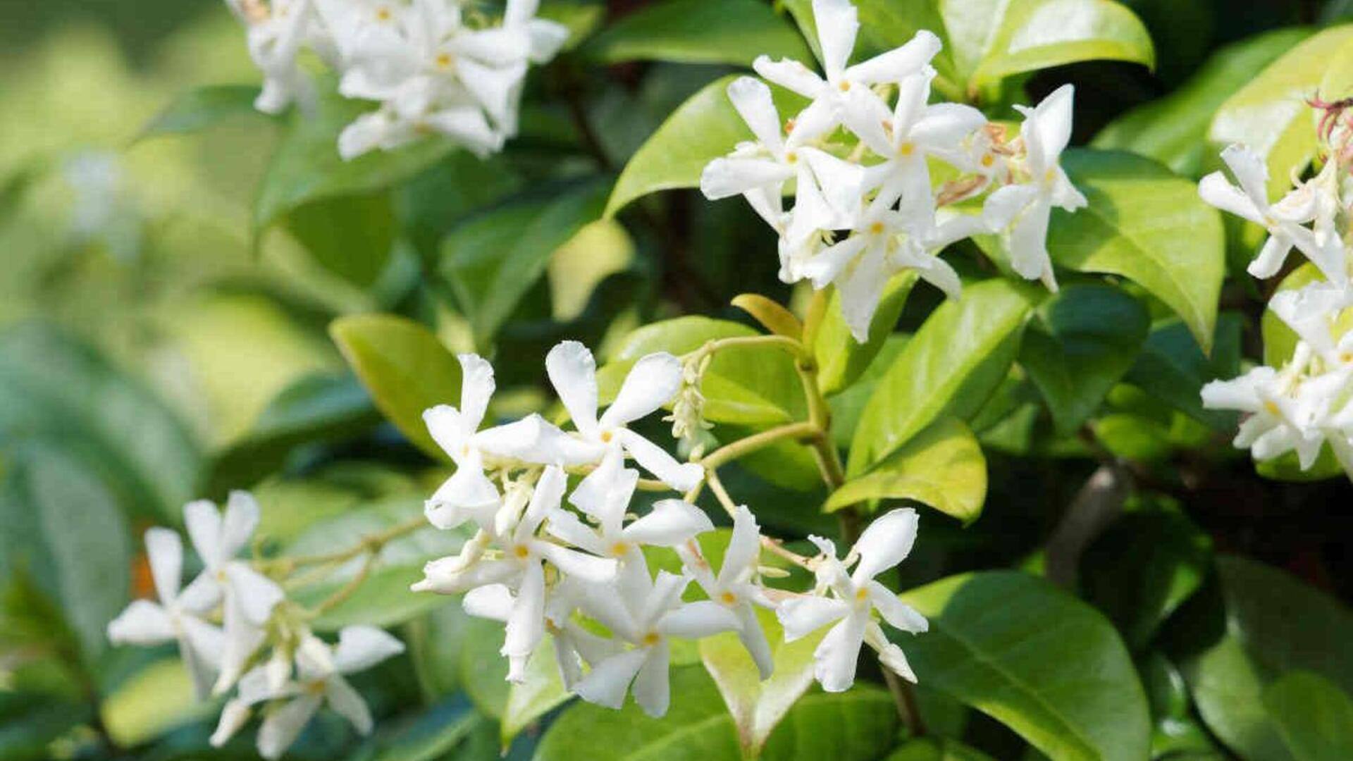 अनिद्रा की समस्या से राहत दिलाने में सहायक हैं ये 5 पौधे, अपने बेडरूम में लगाएं