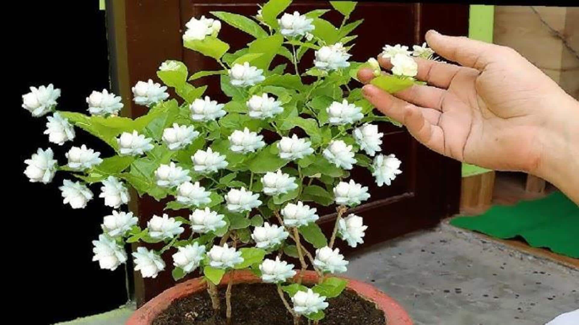 कमल से लेकर चमेली तक: ये फूल भारतीय रानियों की सुंदरता के लिए होते थे पसंदीदा