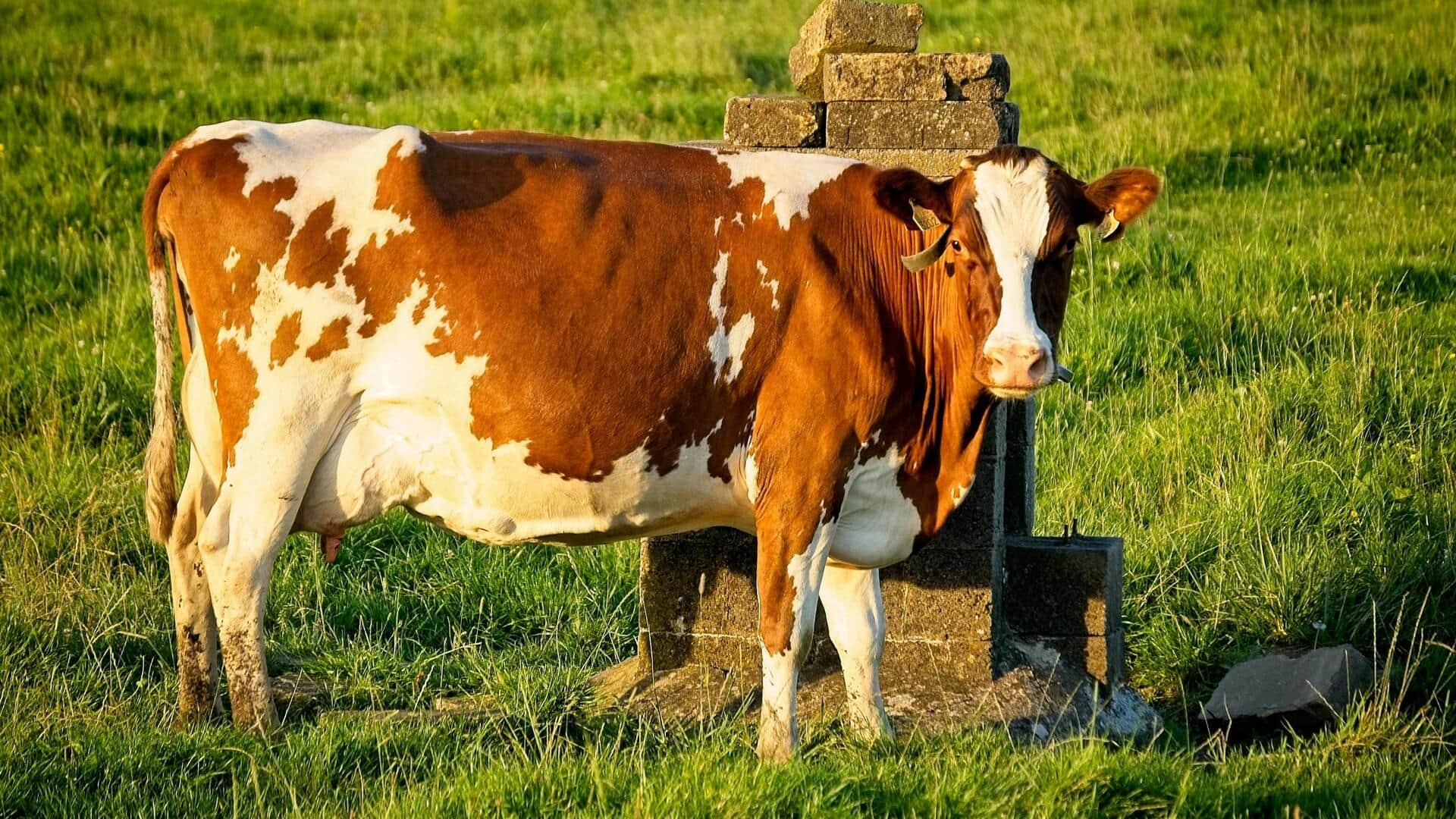 ग्रामीण क्षेत्रों में गाय को पालना हो सकता है लाभदायक, जानिए कैसे