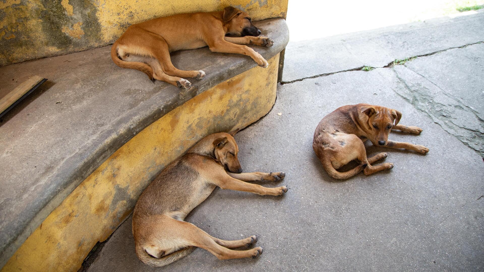 भूटान में सभी लावारिस कुत्तों की हुई नसबंदी, ऐसा करने वाला दुनिया का पहला देश