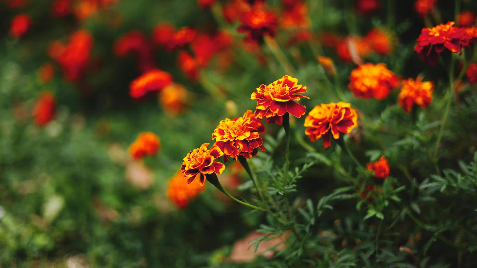 भारतीय गर्मियों को आसानी से झेल लेते हैं ये 5 पौधे, अपने घर में लगाएं