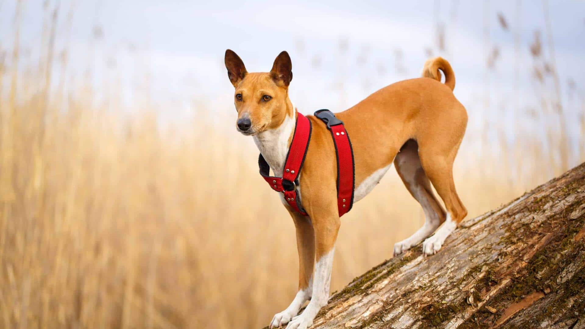 बसेंजी कुत्ते की देखभाल के लिए अपनाएं ये तरीका, रहेगा स्वस्थ