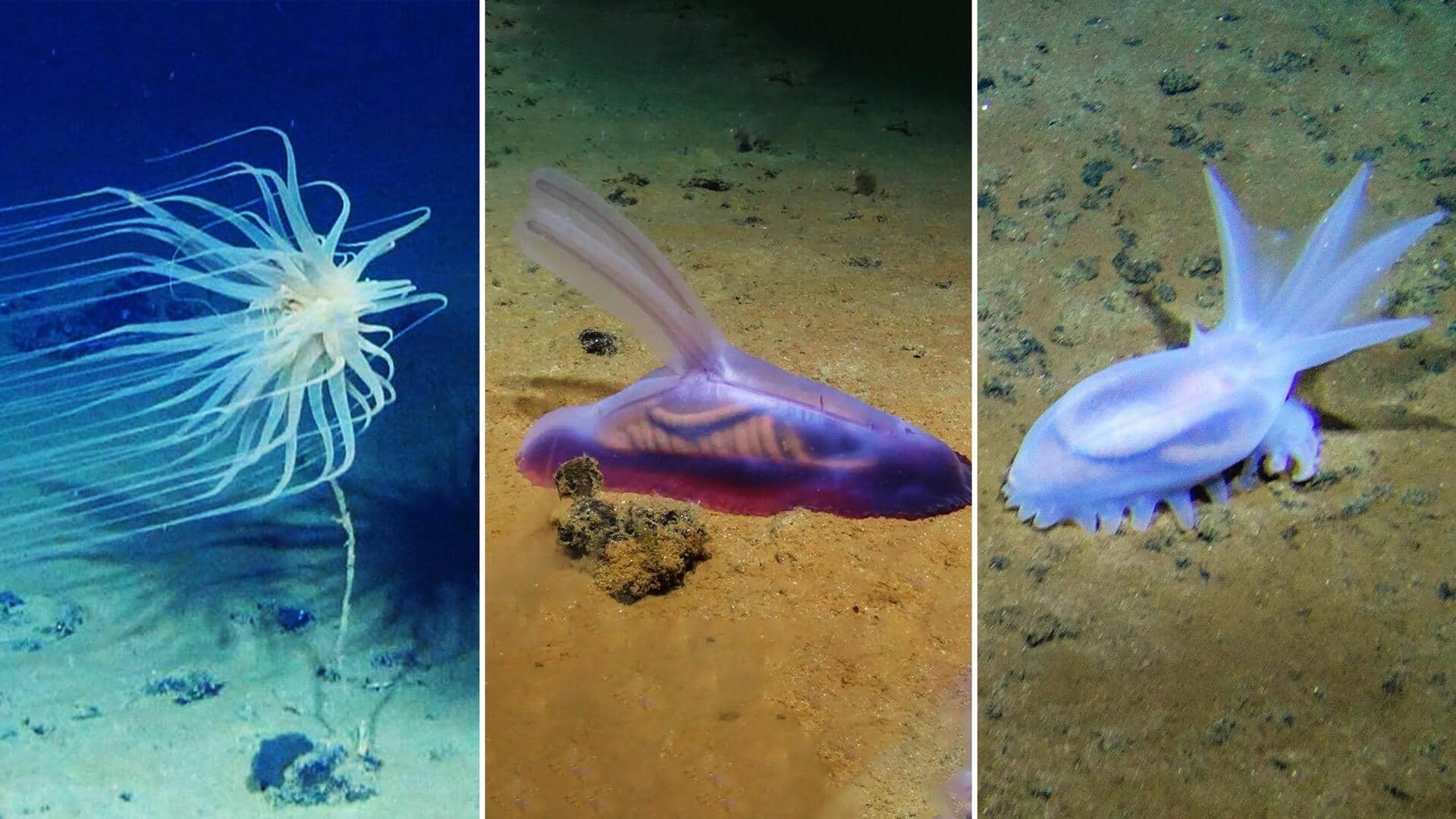 प्रशांत महासागर में मिलीं समुद्री जीवों की 5,000 से ज्यादा नई प्रजातियां, विलुप्त होने का डर