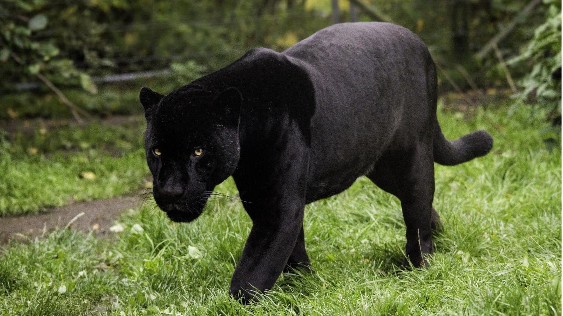 काले तेंदुए के बारे में कुछ अनोखे तथ्य, जो इस जीव को बनाते हैं खास