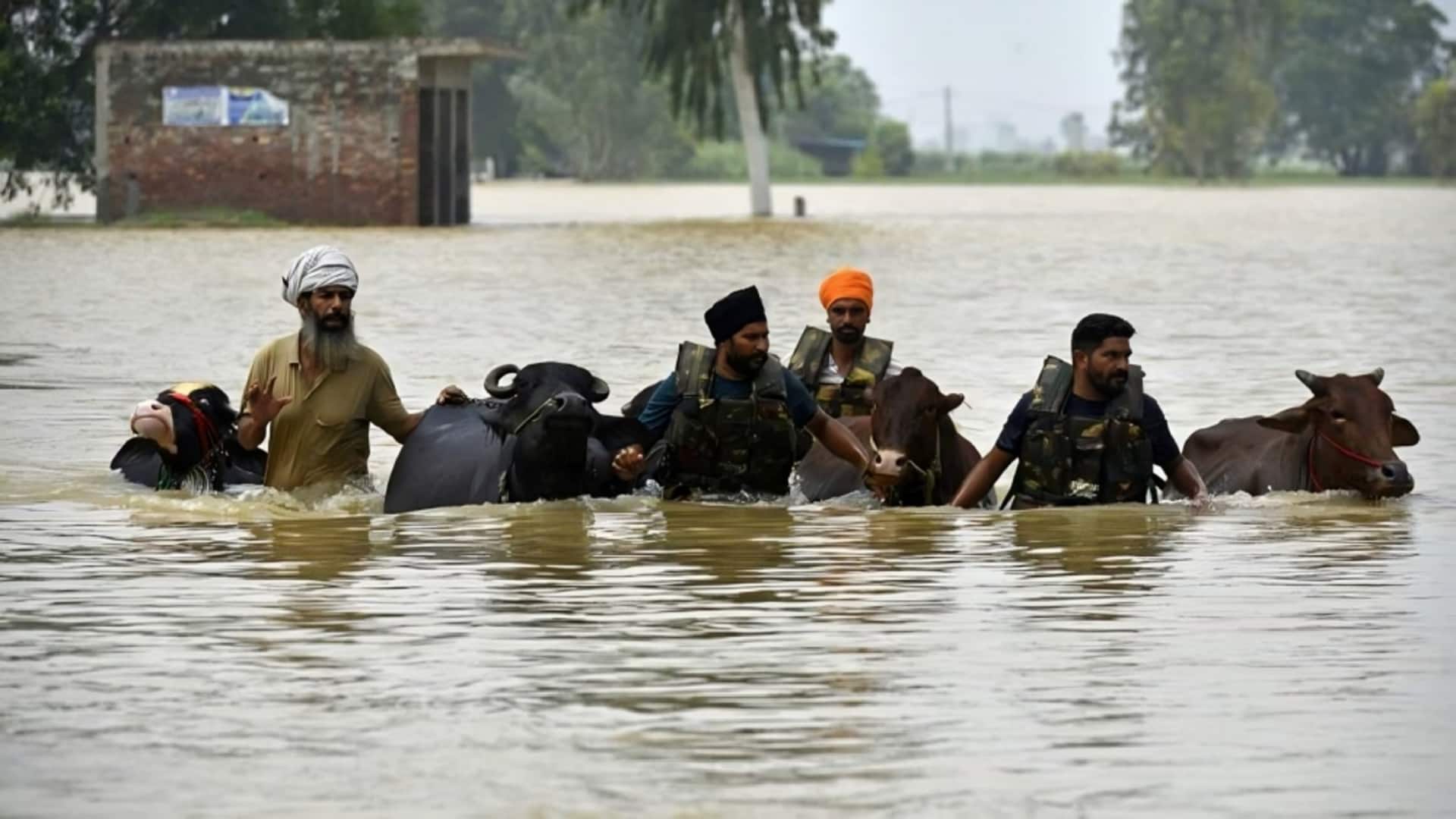 पंजाब में सभी 23 जिले बाढ़ प्रभावित घोषित, 30 की मौत; 3.5 लाख लोगों पर असर पंजाब में सभी 23 जिले बाढ़ प्रभावित घोषित, 30 की मौत; 3.5 लाख लोगों पर असर