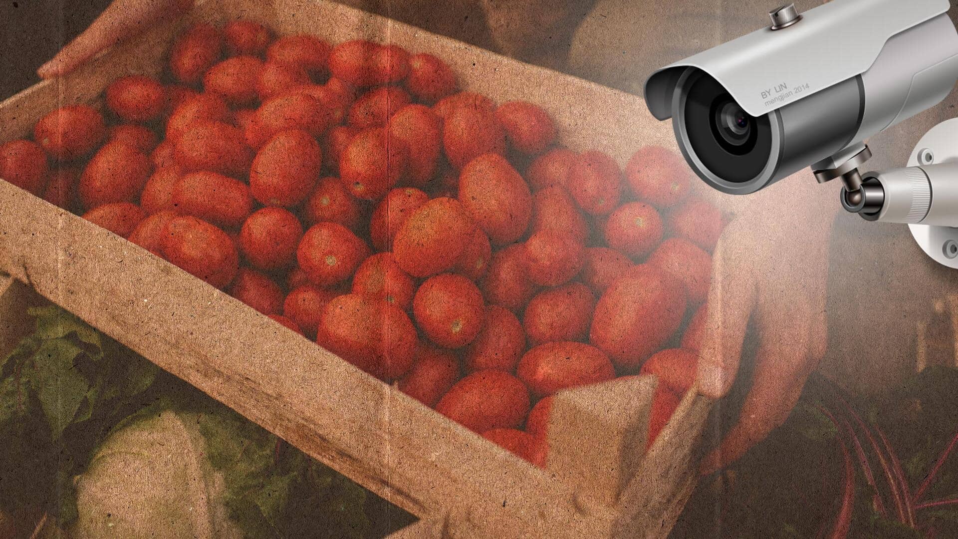 महाराष्ट्र: टमाटरों की निगरानी के लिए किसान ने खेत में लगाया CCTV कैमरा, जानिए पूरा मामला