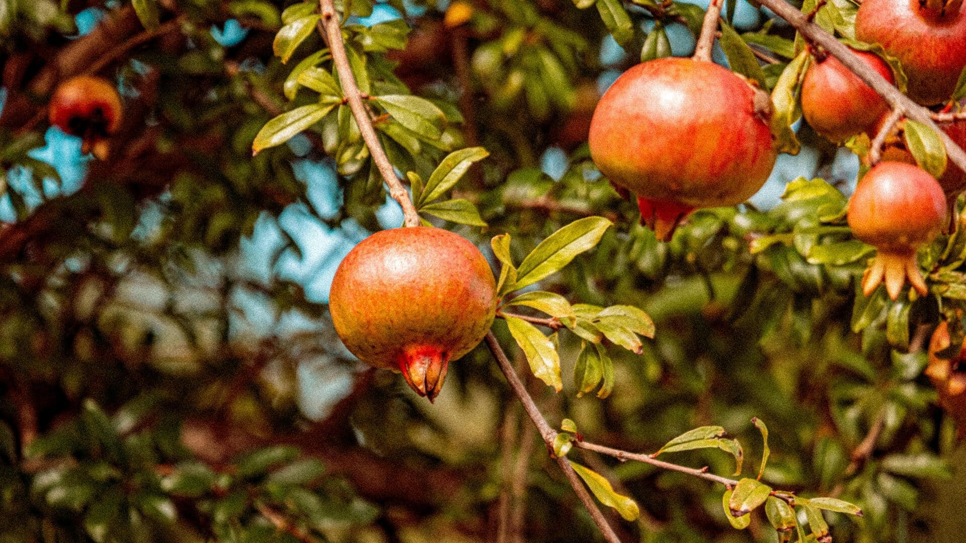 ठंडे मौसम में आसानी से उगाए जा सकते हैं ये 5 फल, जानिए इनके बारे में