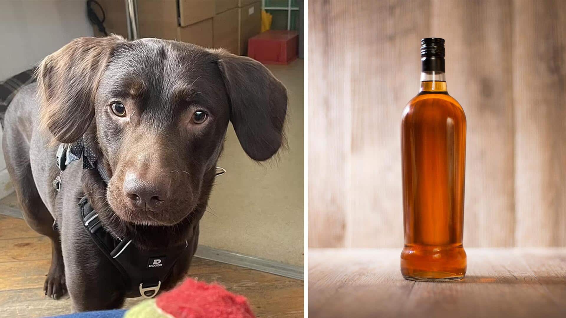 इंग्लैंड: शराब का आदी हुआ 'कोको, लत छुड़ाने के लिए इलाज पाने वाला पहला कुत्ता बना