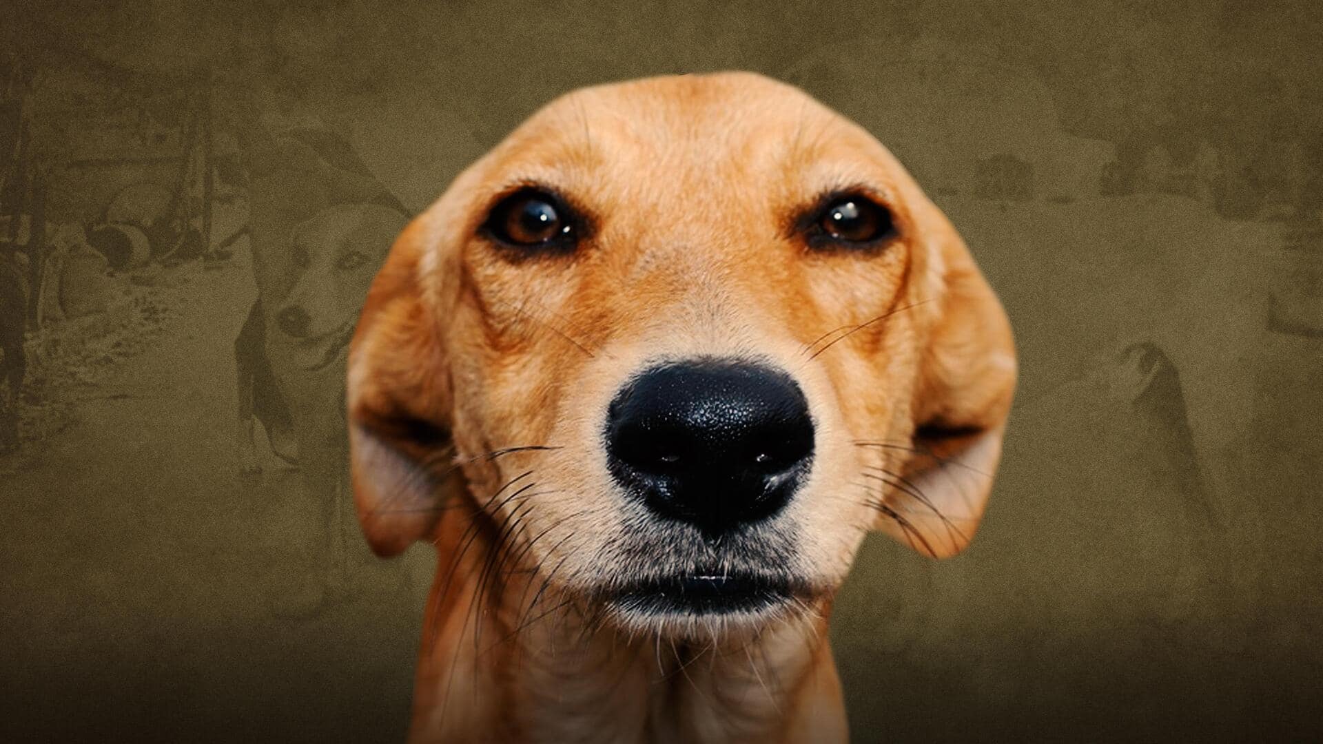 #NewsBytesExplainer: भारत में आवारा कुत्तों की समस्या कितनी गंभीर है और इसका क्या समाधान?