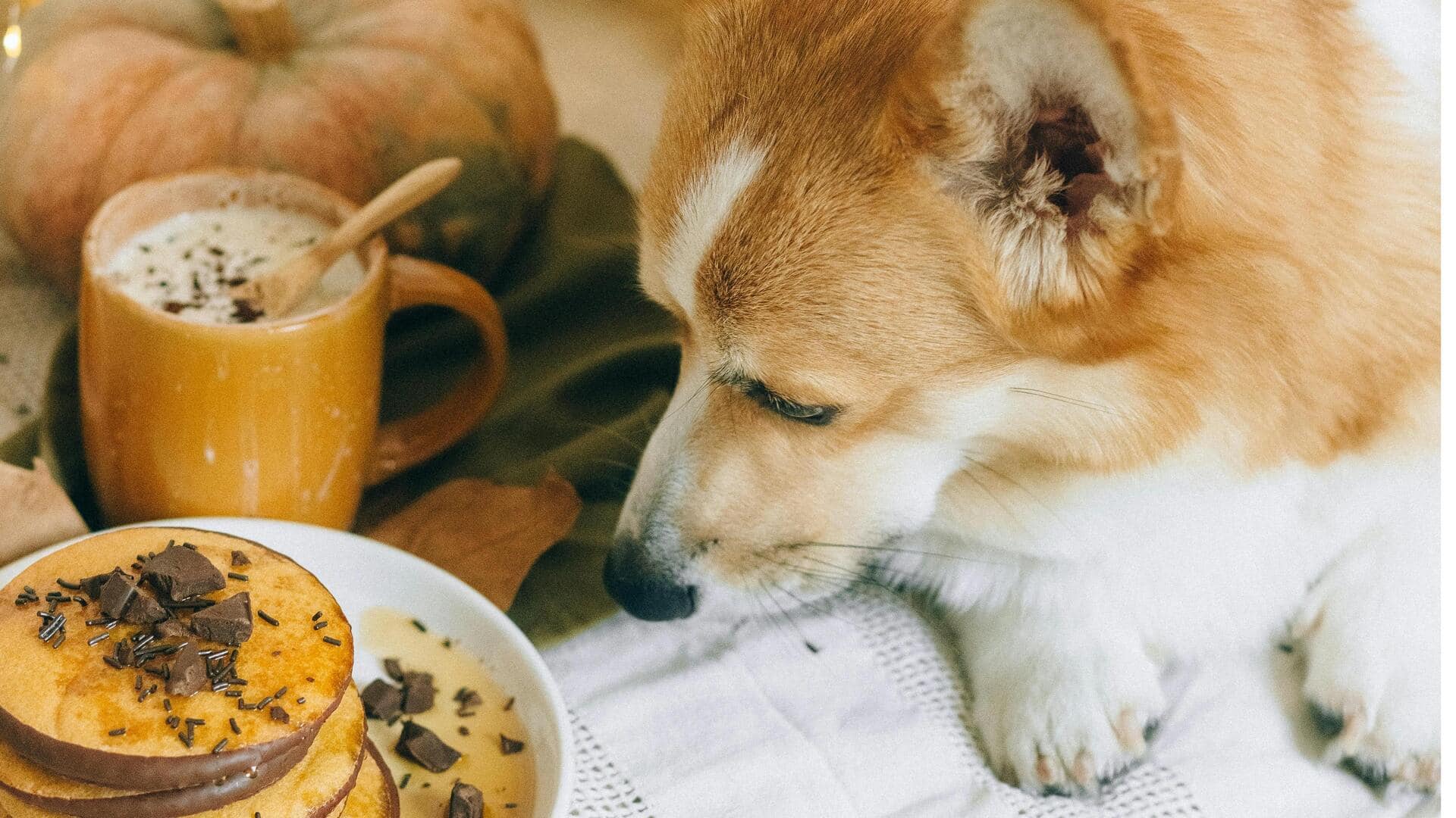 कुत्तों के लिए नुकसानदायक हैं ये 5 मानव खाद्य पदार्थ, न खिलाएं