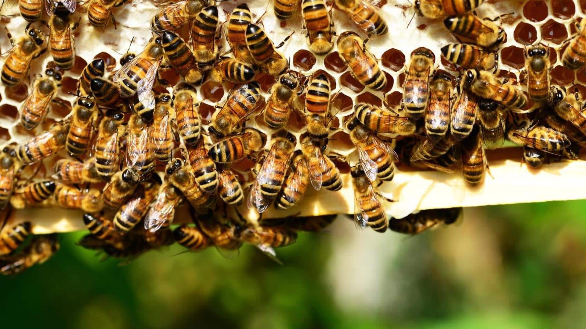 उत्तर प्रदेश: अंतिम संस्कार कर रहे लोगों पर मधुमक्खियों का हमला, 25 बुरी तरह से घायल
