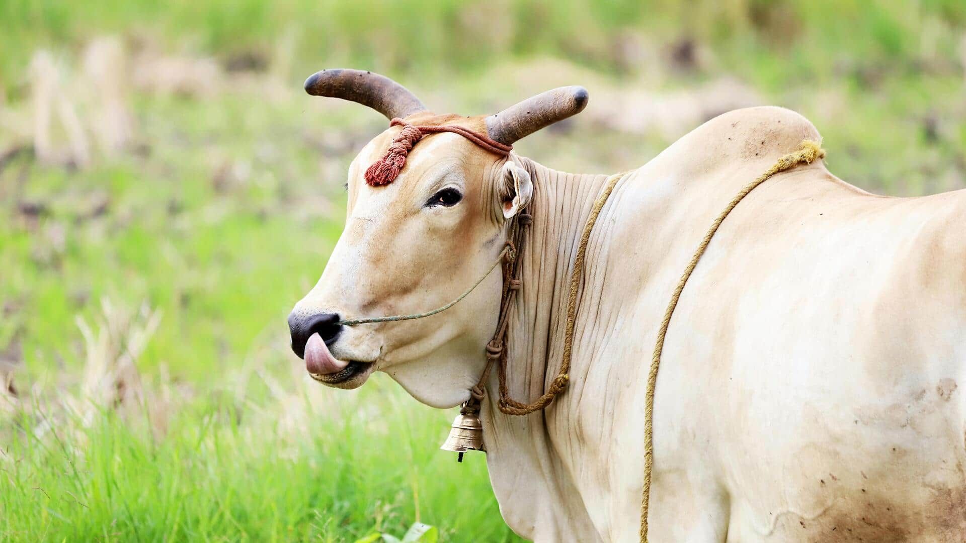 गाय को गलती से भी न खिलाएं ये खाद्य पदार्थ, बिगड़ सकता है उसका स्वास्थ्य
