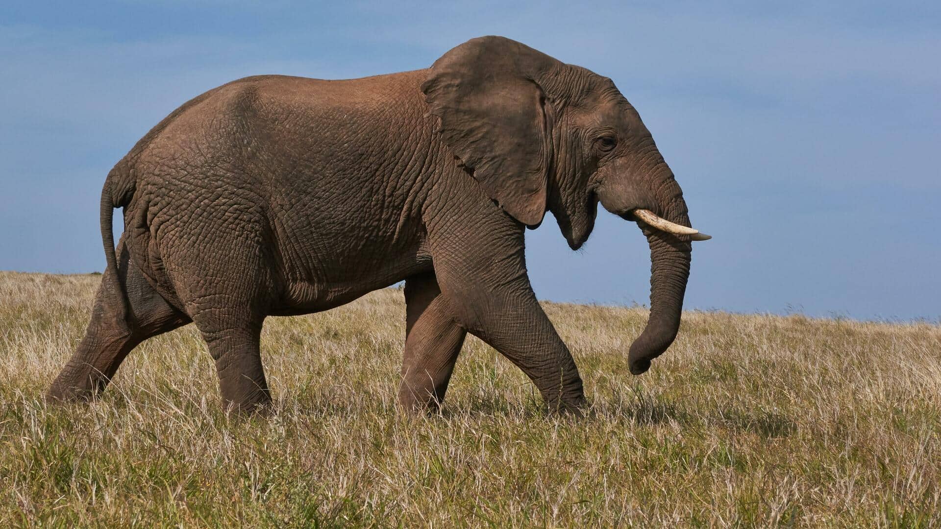 उत्तर प्रदेश: गोरखपुर में यज्ञ के दौरान बिदके हाथी ने कई को कुचला, 3 की मौत
