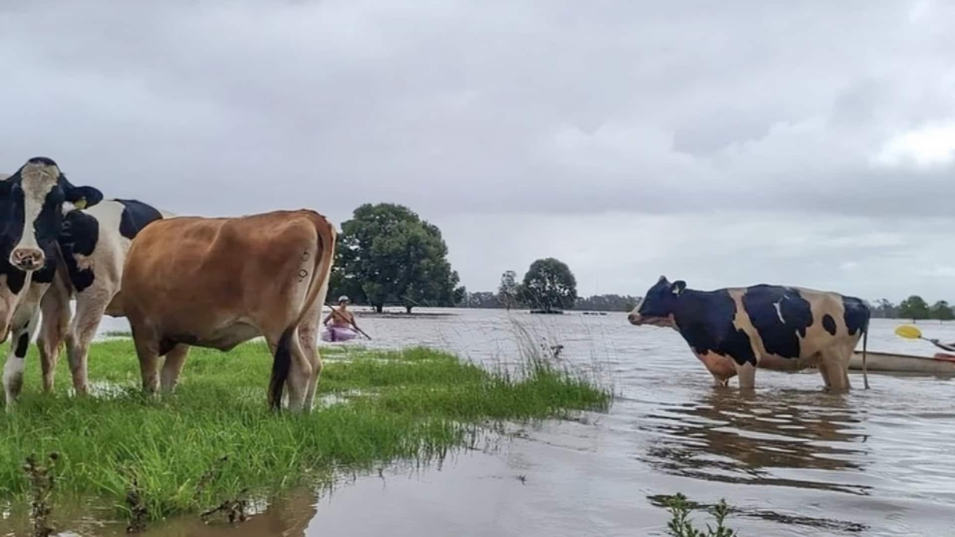 मध्य प्रदेश: सतना में 50 गायों को उफनाती नदी में फेंका गया, 20 की मौत