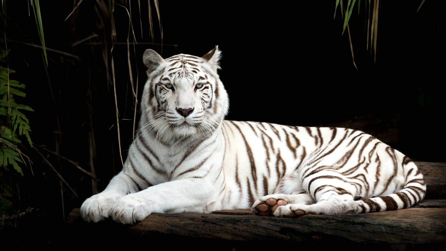 अंतरराष्ट्रीय बाघ दिवस: इन भारतीय जगहों पर पाए जाते हैं सफेद बाघ
