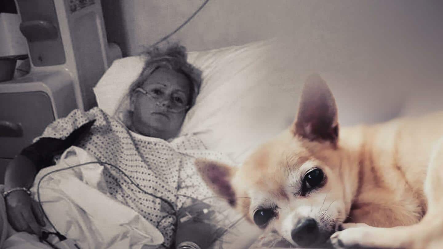 इंग्लैंड: महिला के मुंह में पालतू कुत्ते ने किया शौच, अस्पताल में भर्ती कराना पड़ा