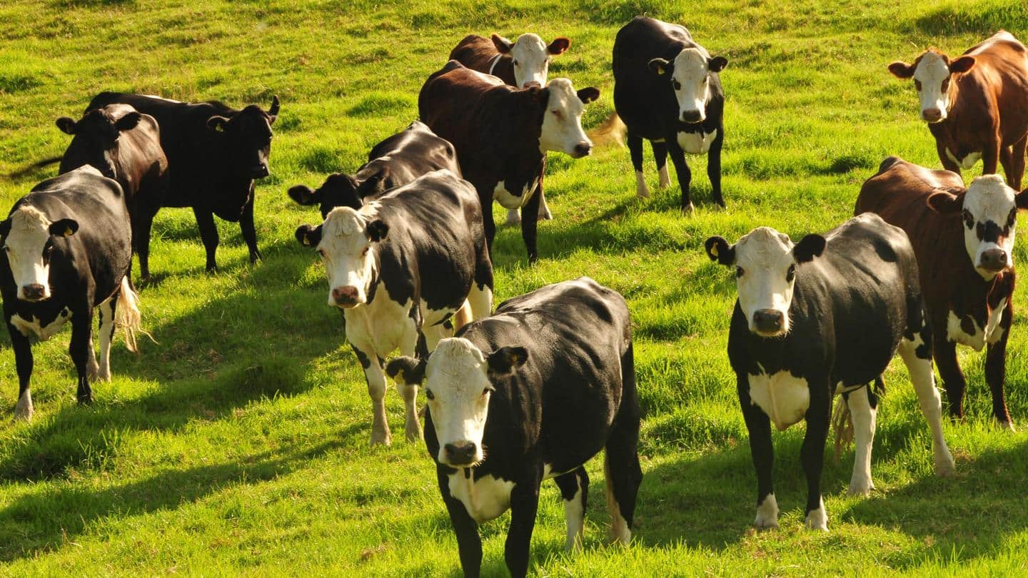 चीन ने क्लोनिंग से तैयार की 3 सुपर गाय, दे सकती है एक लाख लीटर दूध