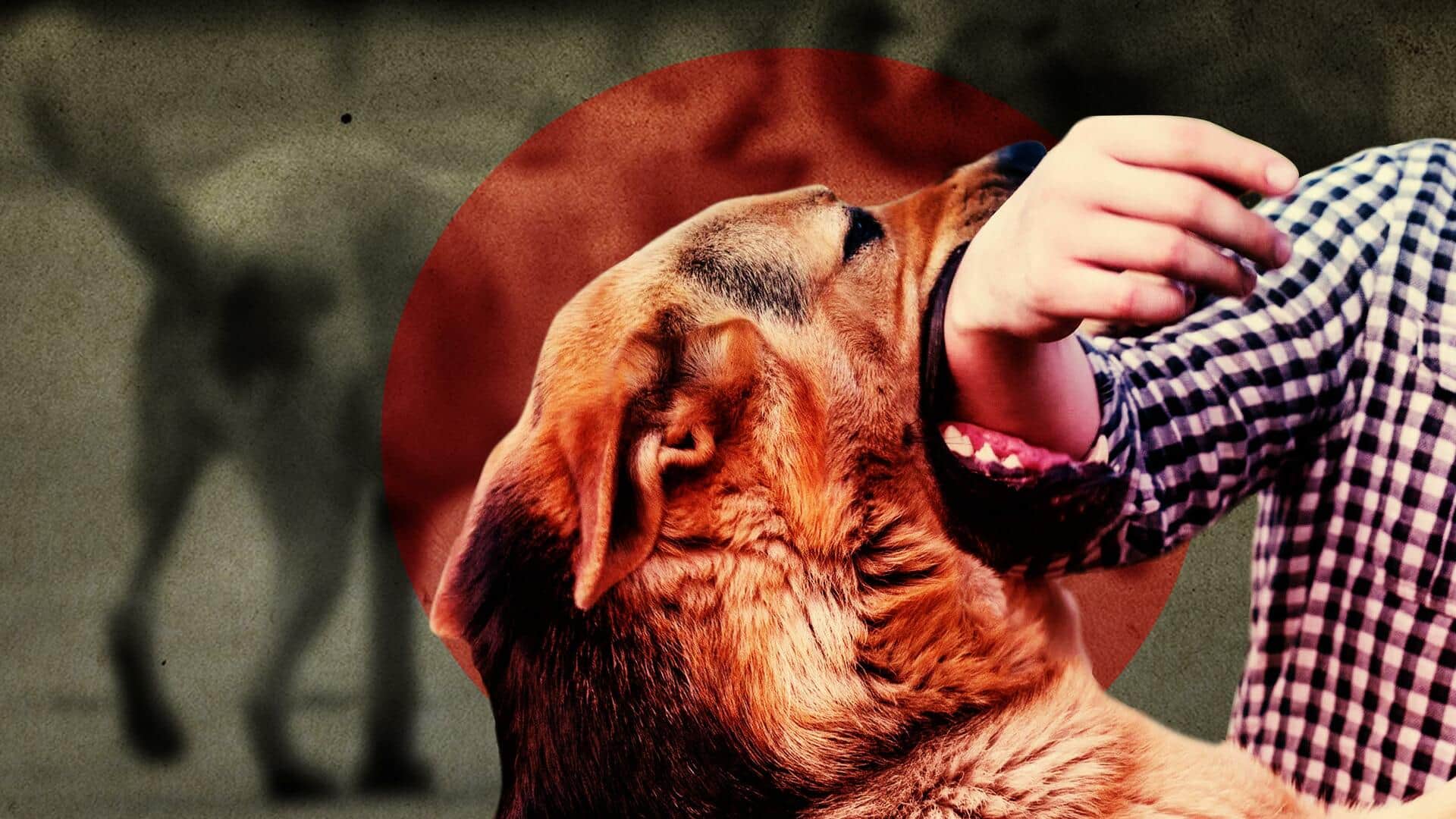 देश में बढ़ रहे कुत्तों के काटने के मामले, जानें क्यों हिंसक हो रहे हैं कुत्ते