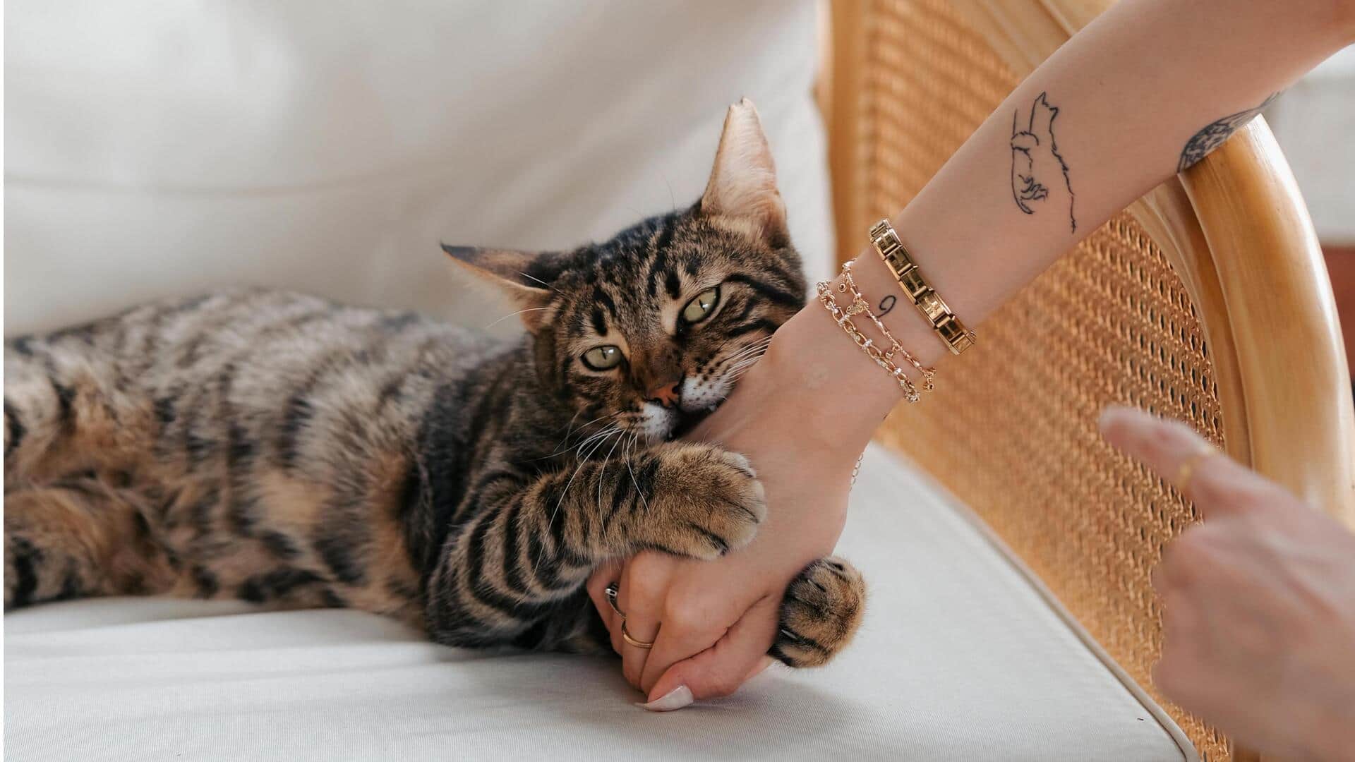 आपकी बिल्ली खेल-खेल में काटती है? इन 5 तरीकों से सुधारें उसकी यह आदत